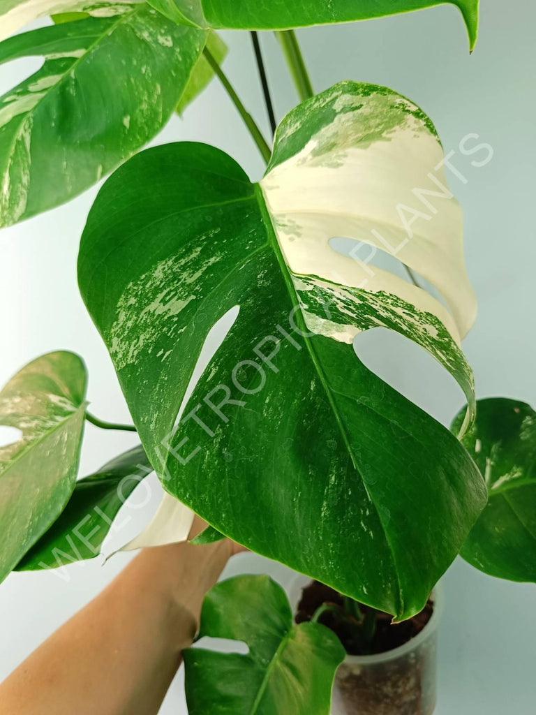 Monstera variegata albo