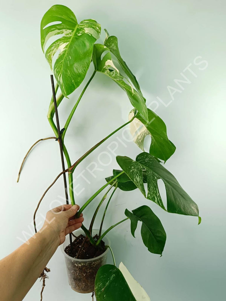 Monstera variegata albo