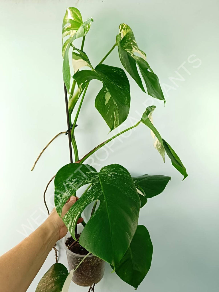 Monstera variegata albo