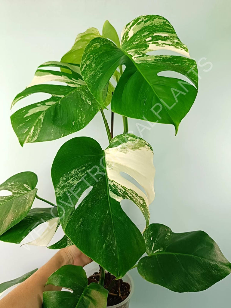 Monstera variegata albo