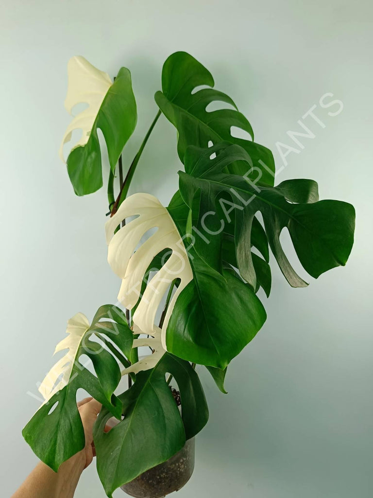 Monstera variegata albo SOLID WHITE