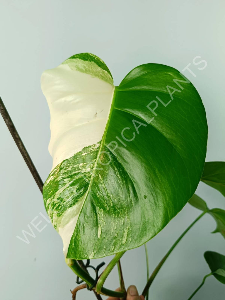 Monstera variegata albo