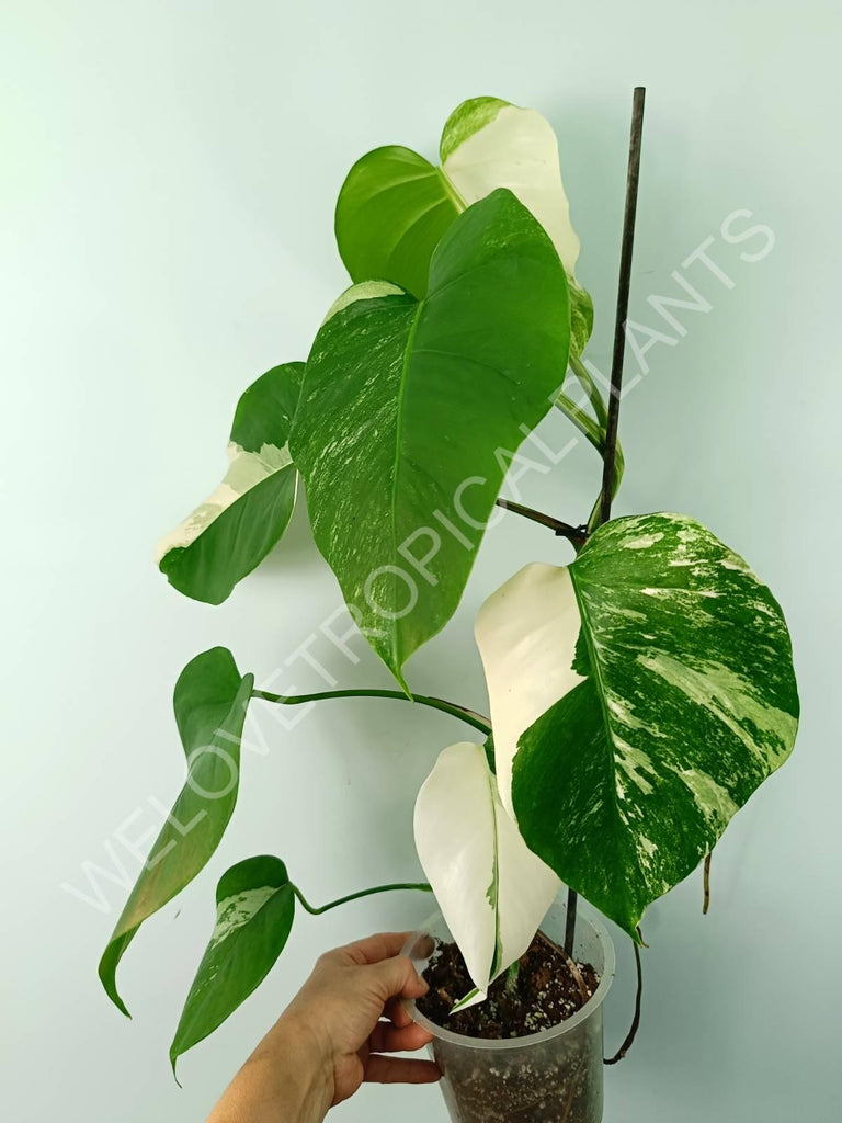 Monstera variegata albo