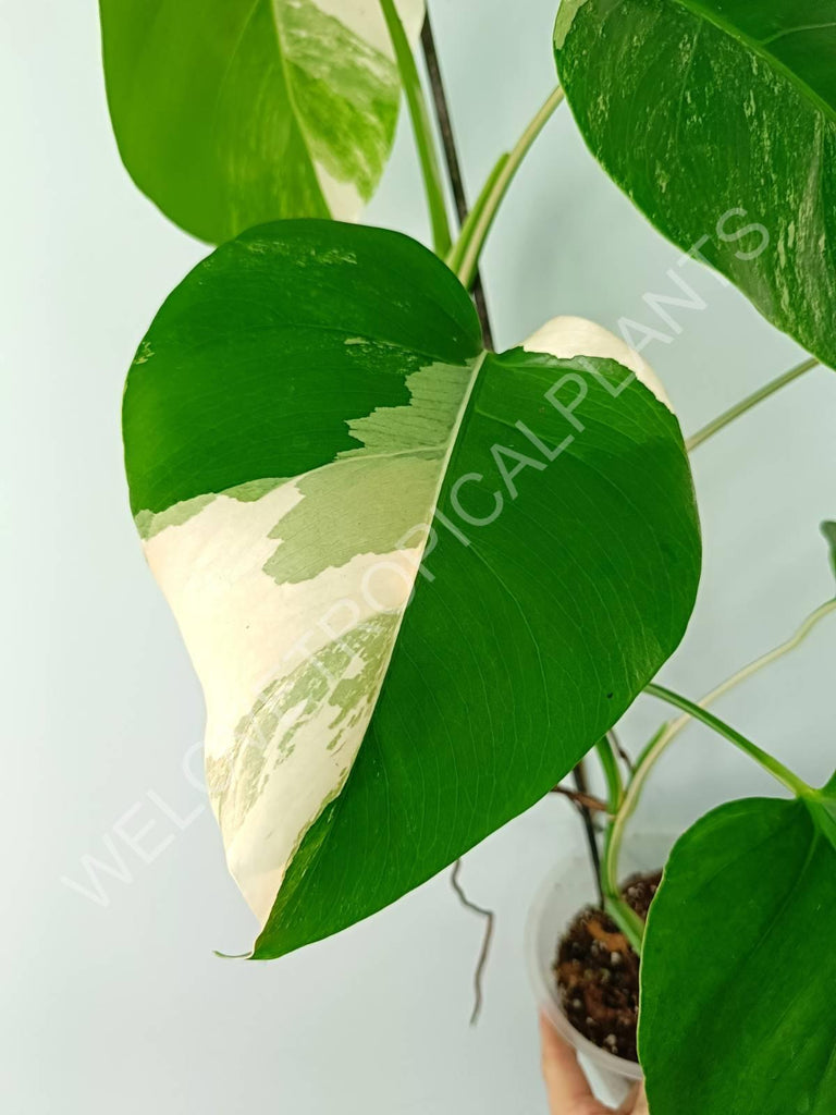 Monstera variegata albo