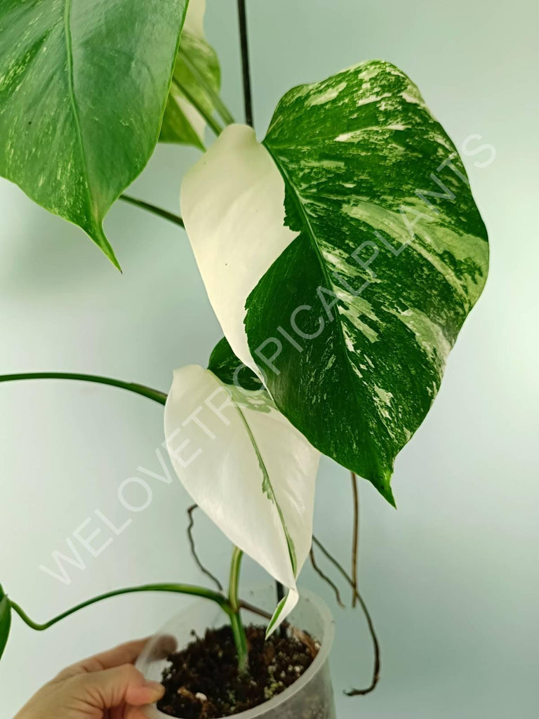 Monstera variegata albo