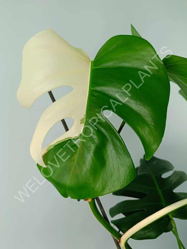 Monstera variegata albo SOLID WHITE