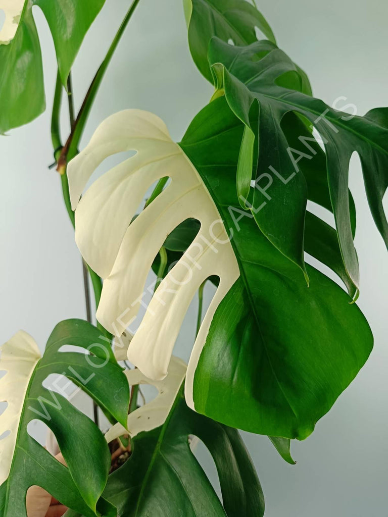 Monstera variegata albo SOLID WHITE