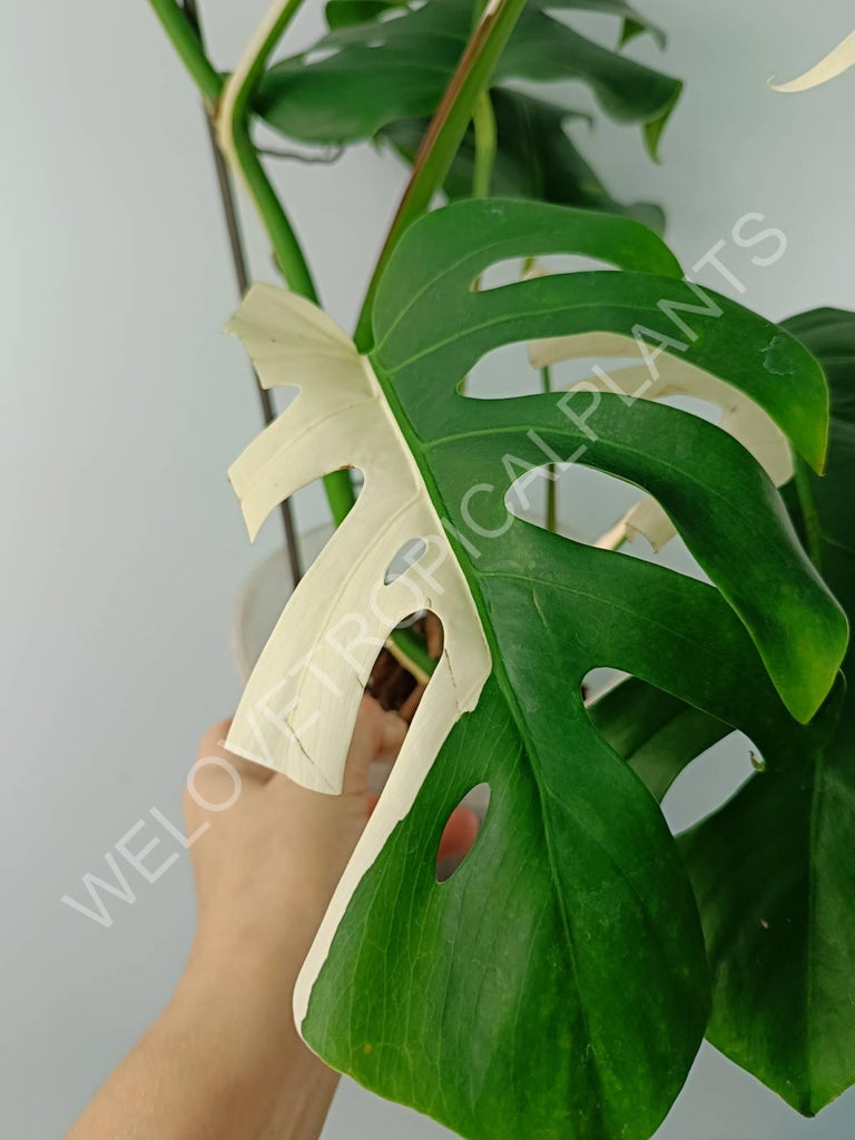 Monstera variegata albo SOLID WHITE