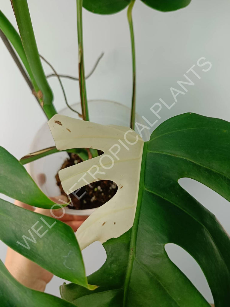 Monstera variegata albo SOLID WHITE