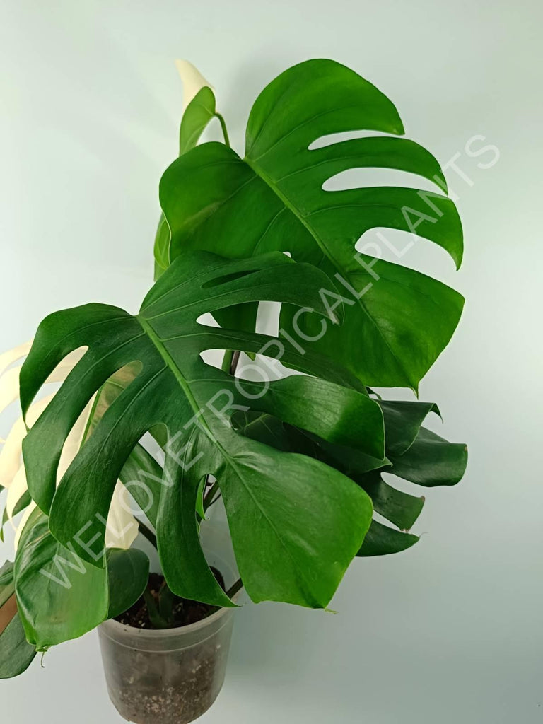 Monstera variegata albo SOLID WHITE