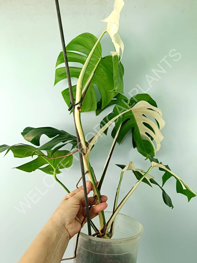 Monstera variegata albo SOLID WHITE