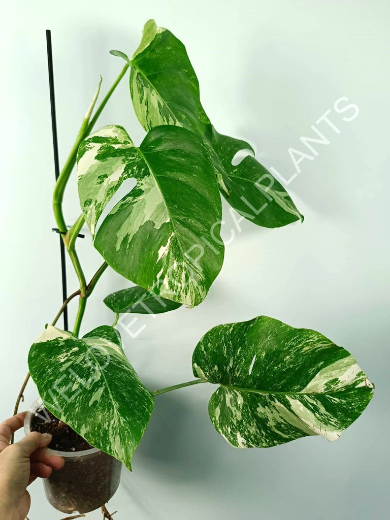 Monstera variegata albo