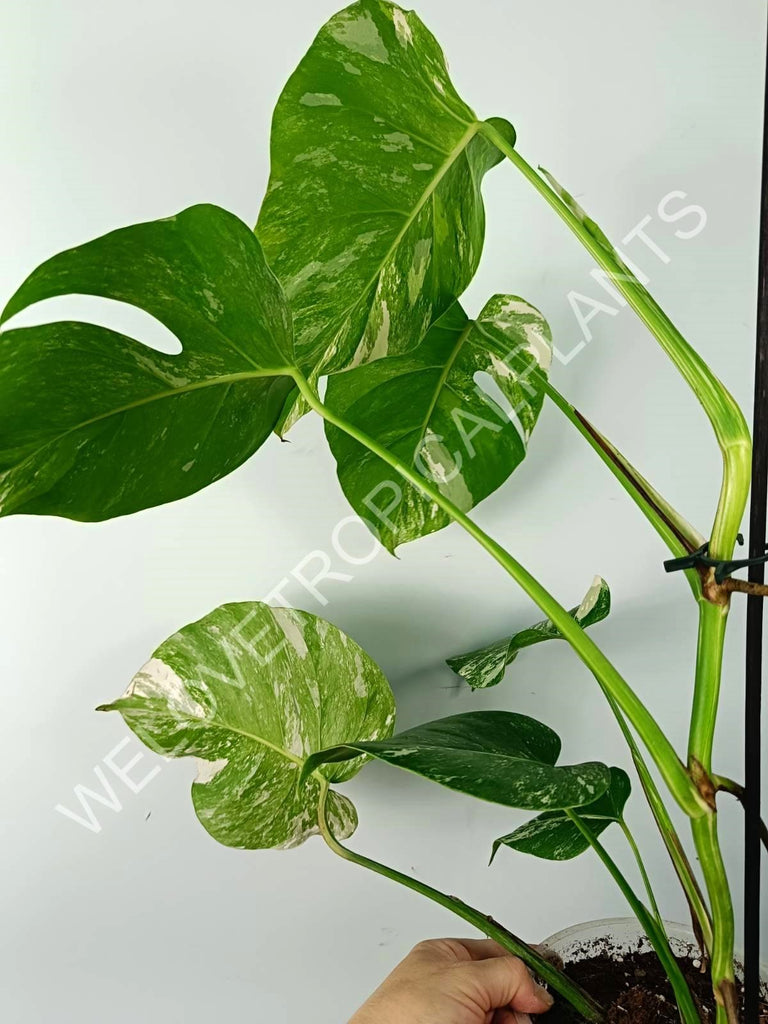 Monstera variegata albo