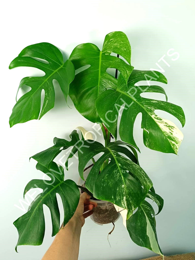 Monstera variegata albo