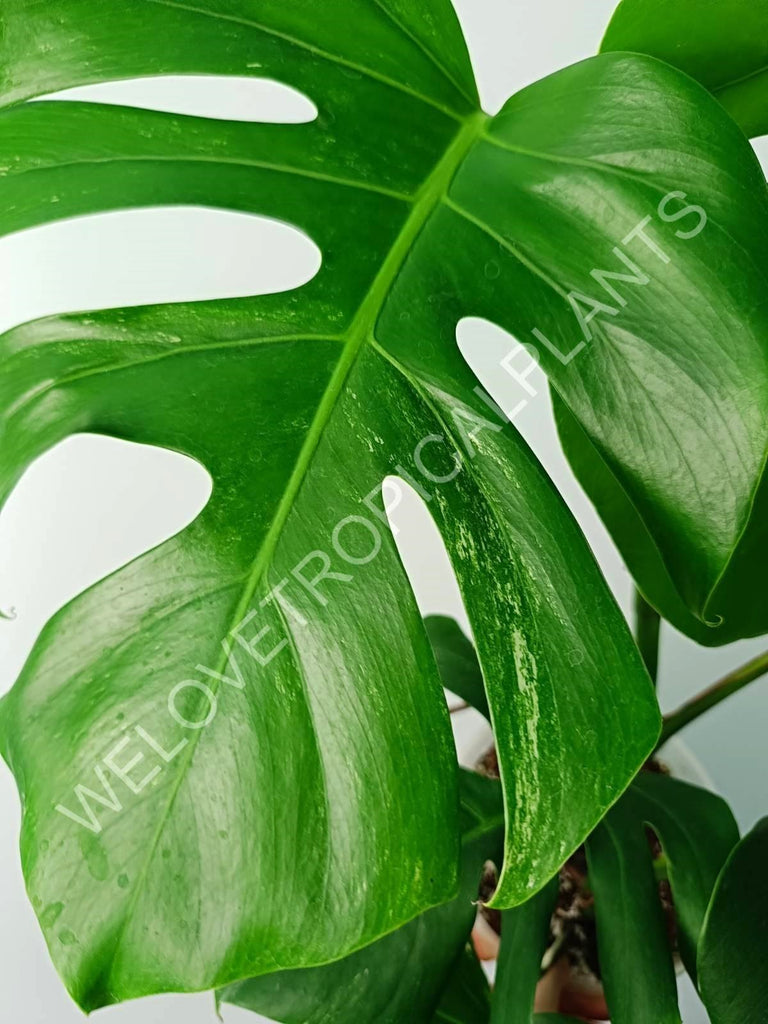 Monstera variegata albo