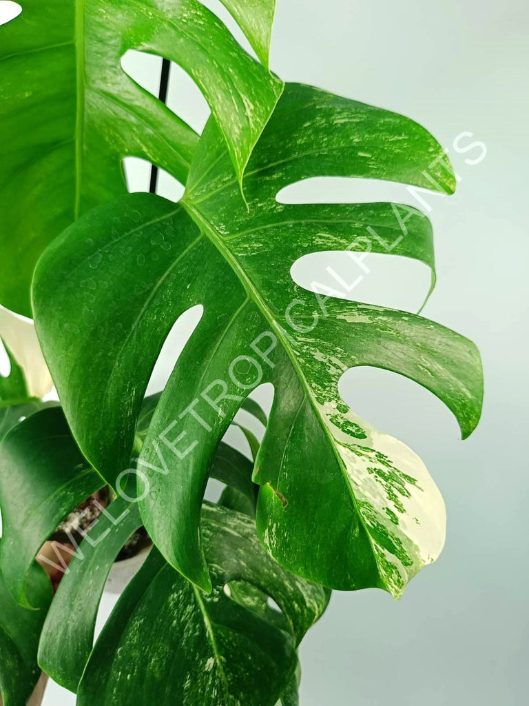 Monstera variegata albo