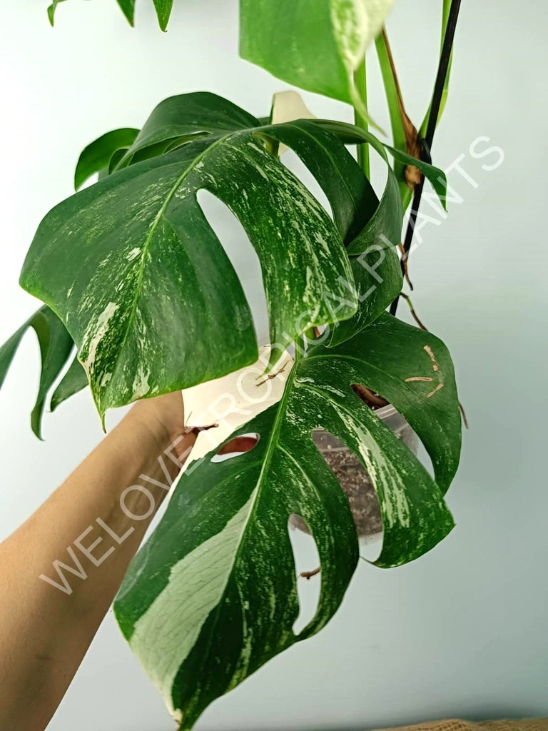 Monstera variegata albo