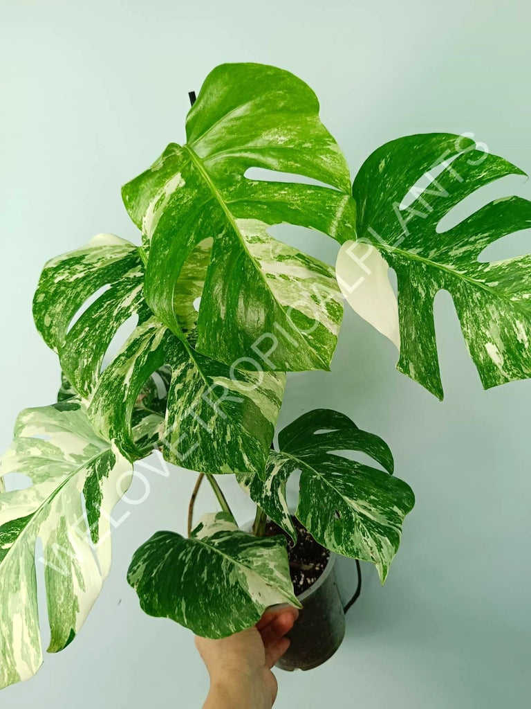 Monstera variegata albo