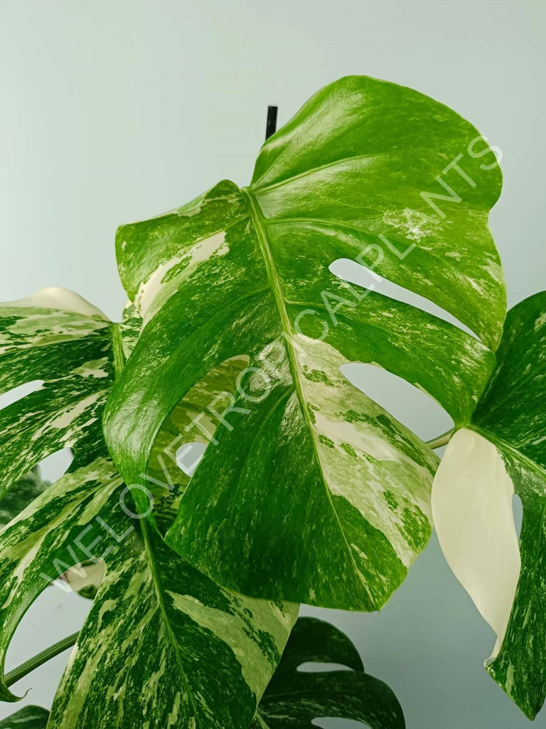 Monstera variegata albo