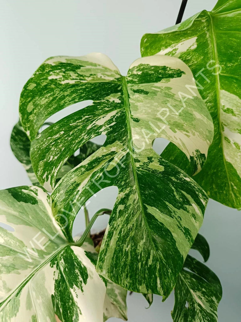 Monstera variegata albo