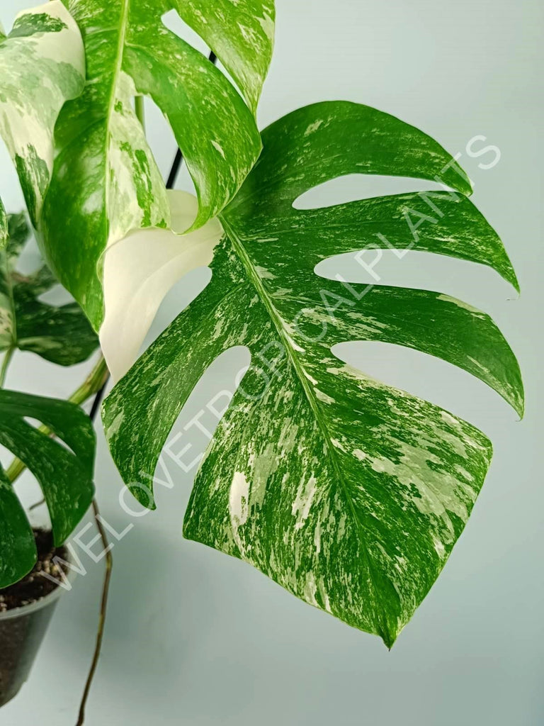 Monstera variegata albo