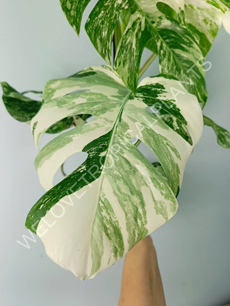 Monstera variegata albo