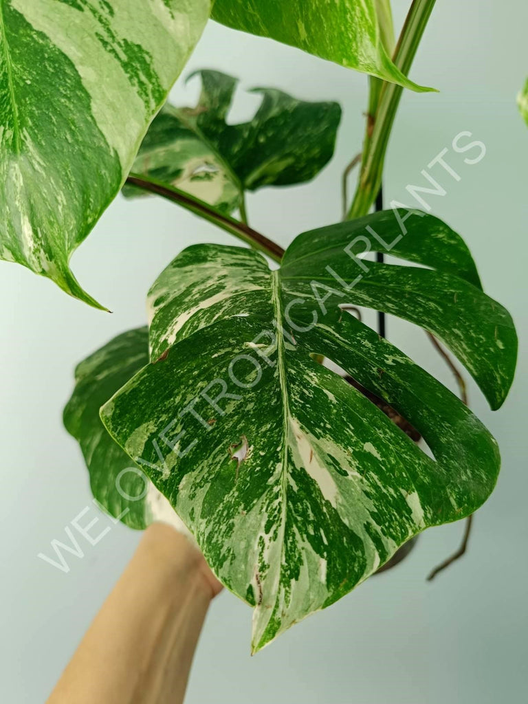 Monstera variegata albo