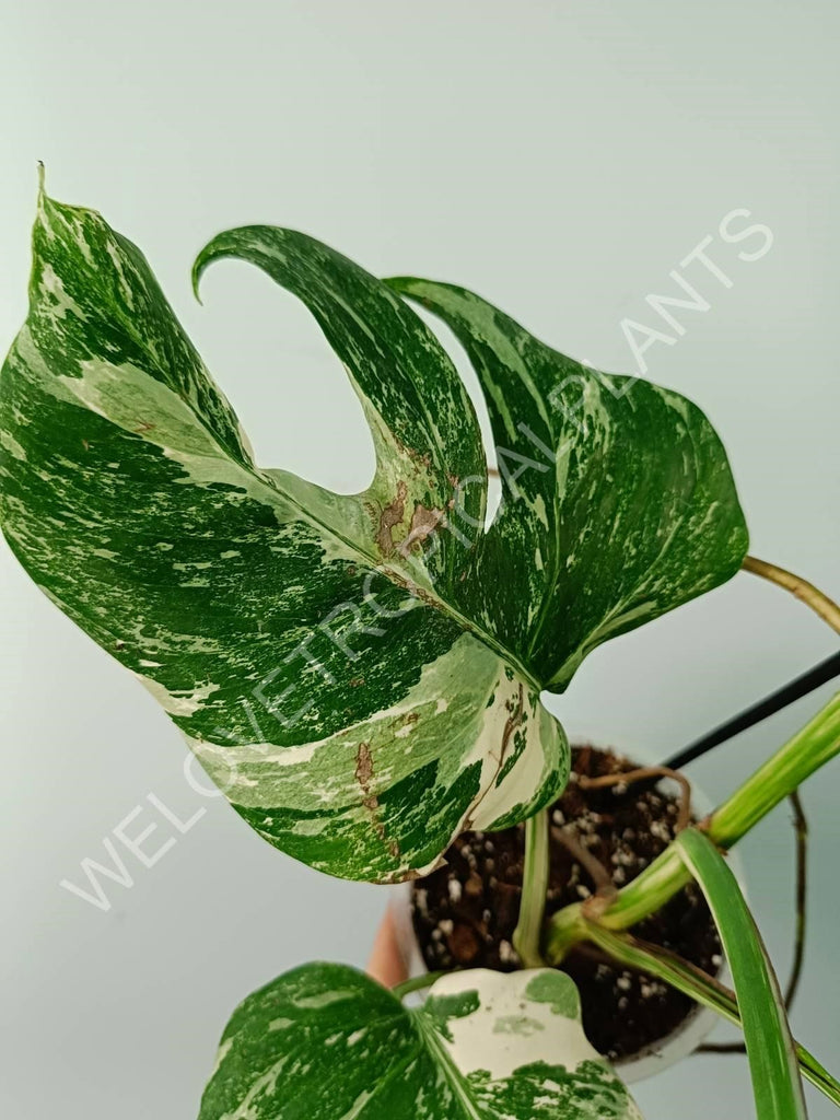 Monstera variegata albo