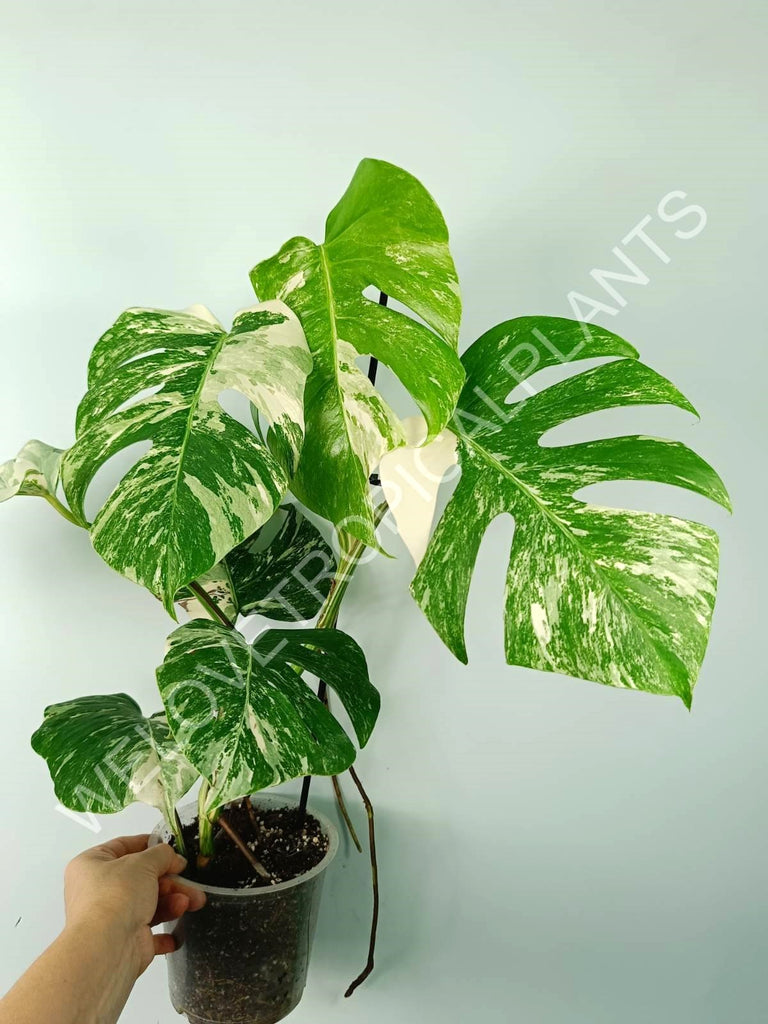 Monstera variegata albo