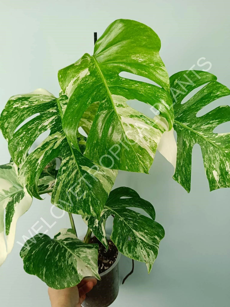 Monstera variegata albo