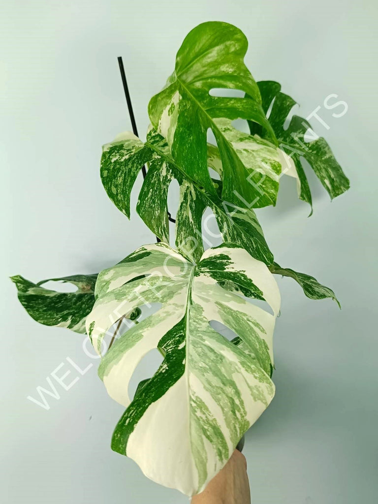 Monstera variegata albo