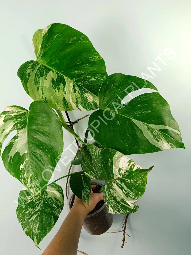 Monstera variegata albo