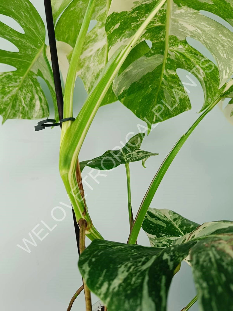 Monstera variegata albo