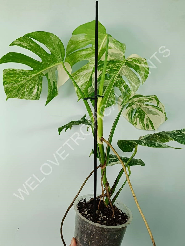 Monstera variegata albo