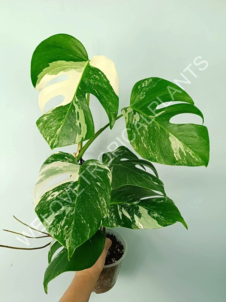 Monstera variegata albo