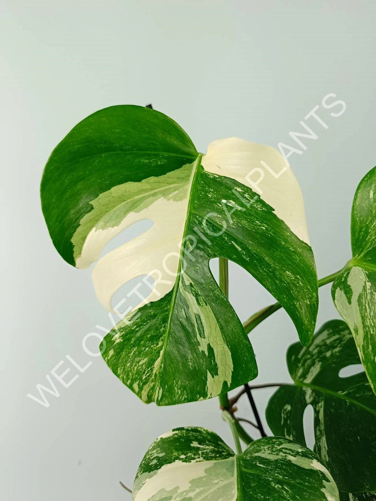 Monstera variegata albo