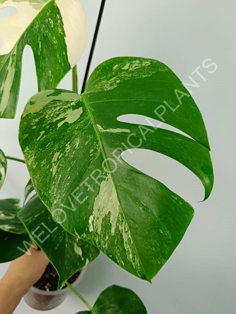 Monstera variegata albo