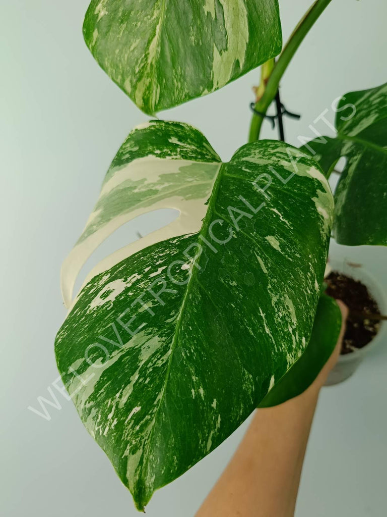 Monstera variegata albo