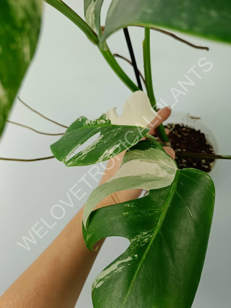 Monstera variegata albo