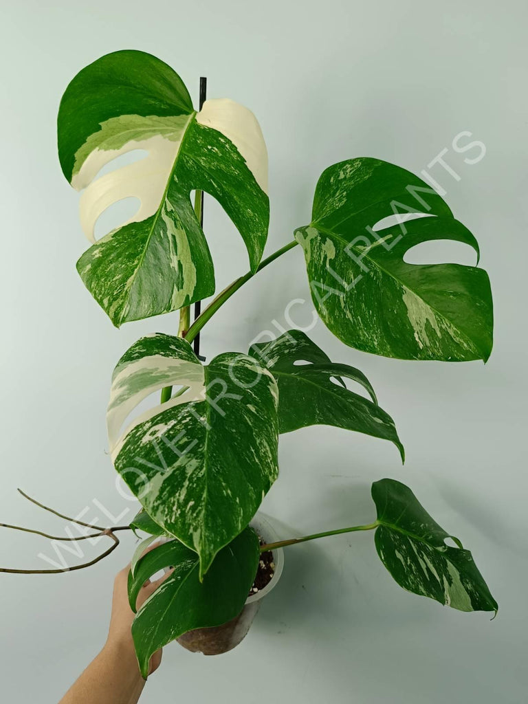 Monstera variegata albo