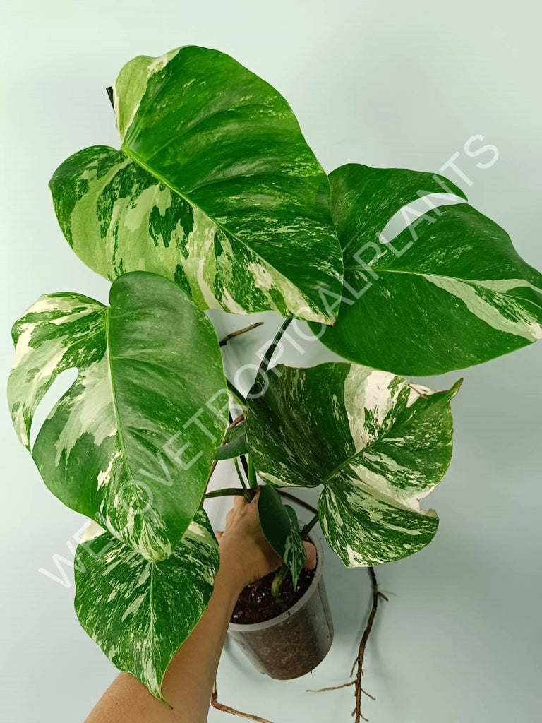 Monstera variegata albo