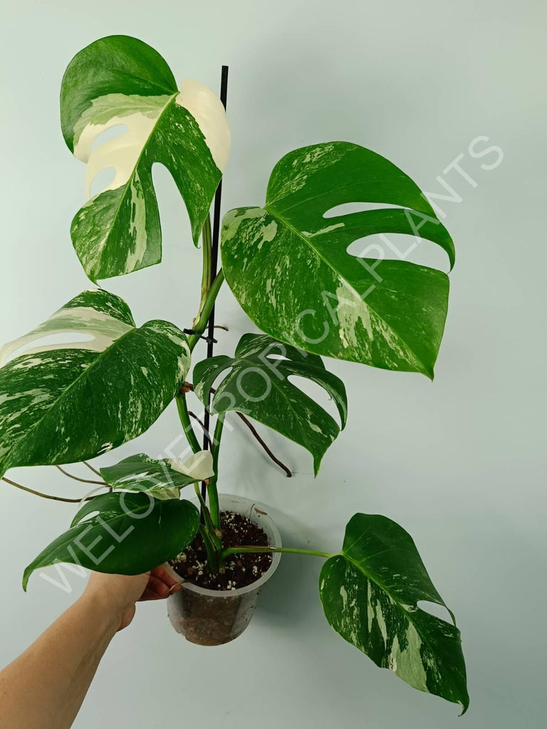 Monstera variegata albo