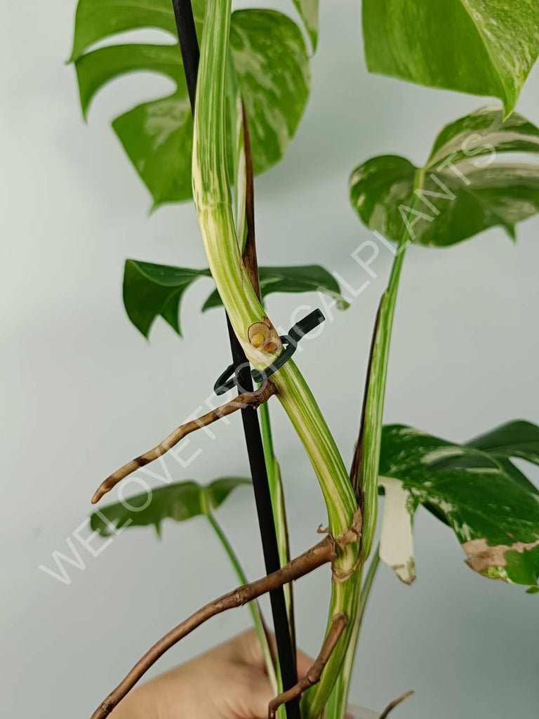 Monstera variegata albo