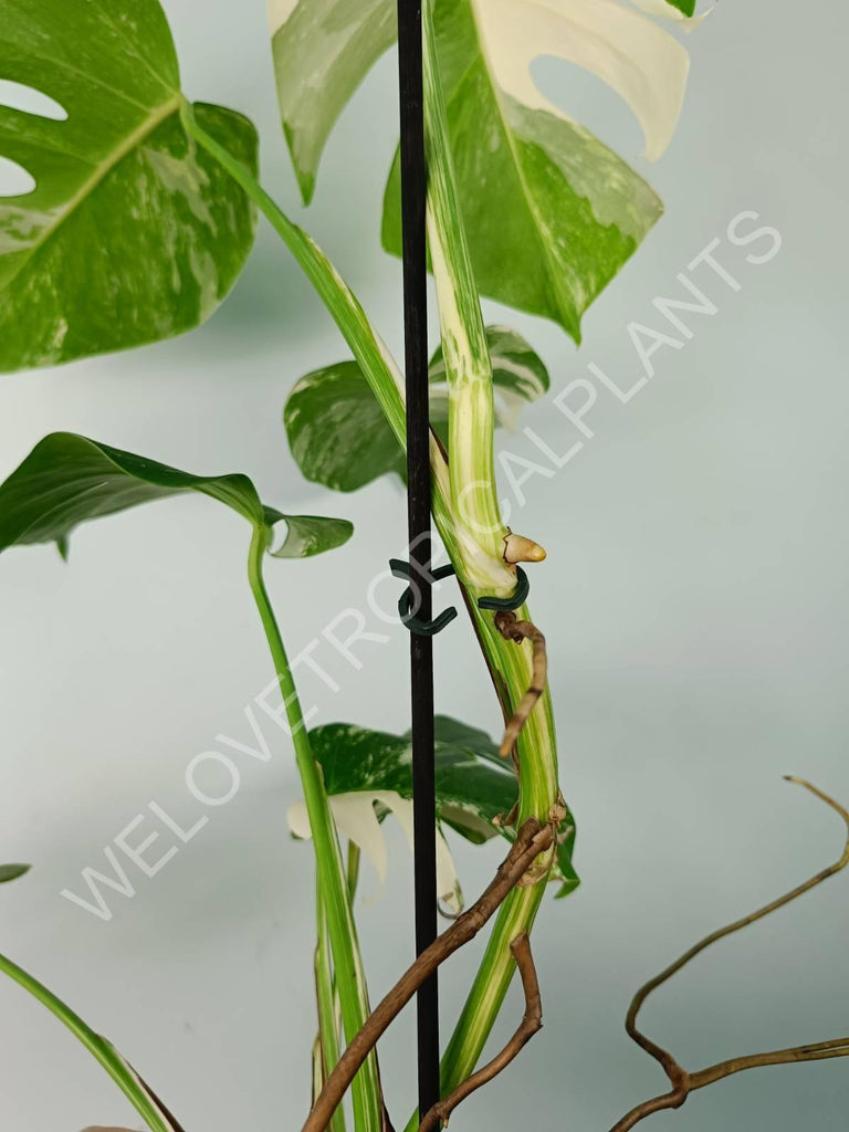 Monstera variegata albo