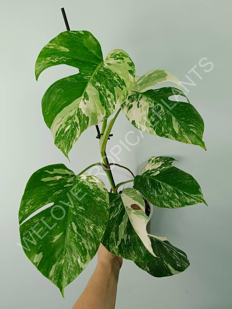 Monstera variegata albo