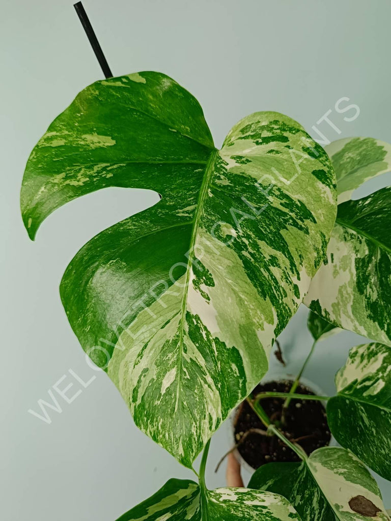 Monstera variegata albo