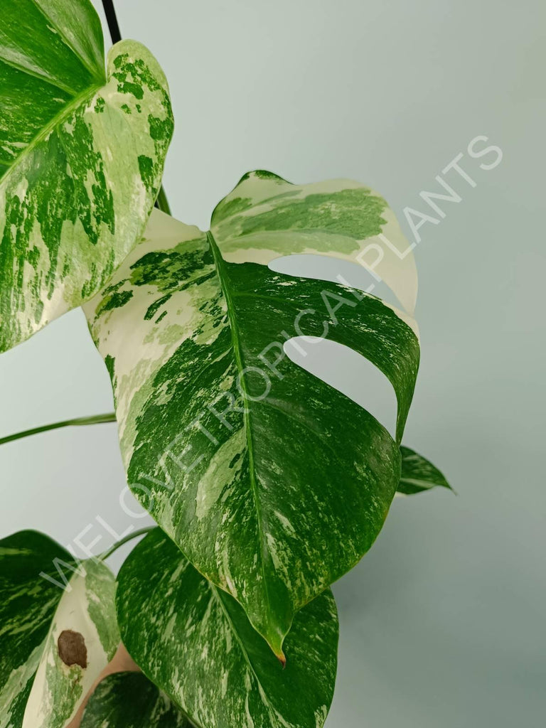 Monstera variegata albo