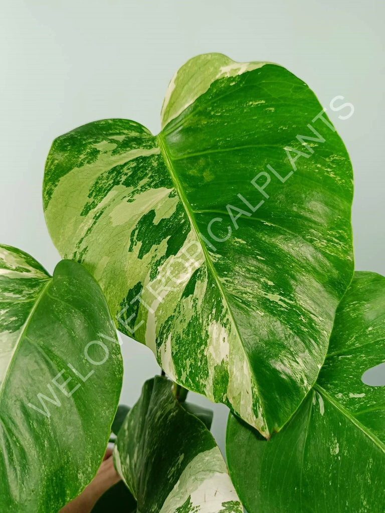 Monstera variegata albo