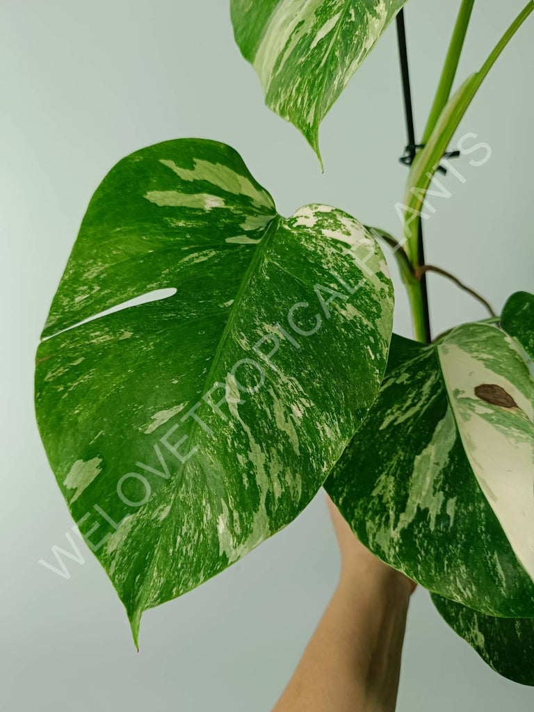 Monstera variegata albo