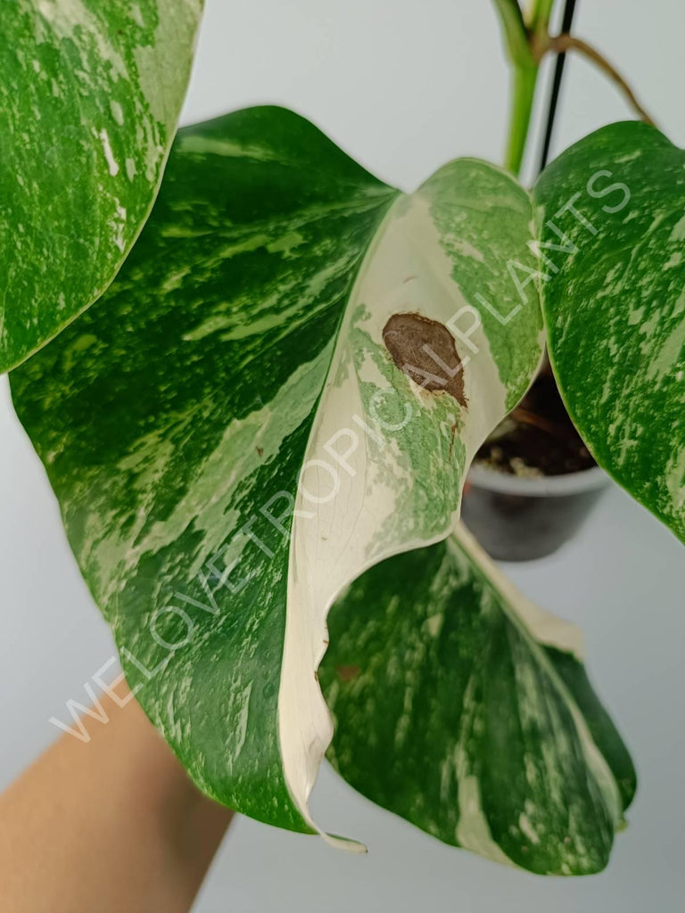 Monstera variegata albo